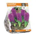 Baltus Hyacinthus Orientalis Miss Saigon bloembollen per 3 stuks